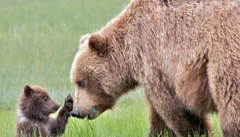 De oseznos a caloyos: los nombres (a veces insólitos) de las crías animales