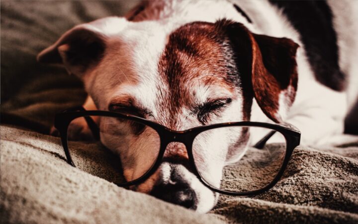 ¿Qué hacer cuando tu perrito ya está muy viejito? | Aristegui Noticias