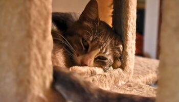 Santuario Victoria, un refugio para gatos en medio de la urbe que los abandona