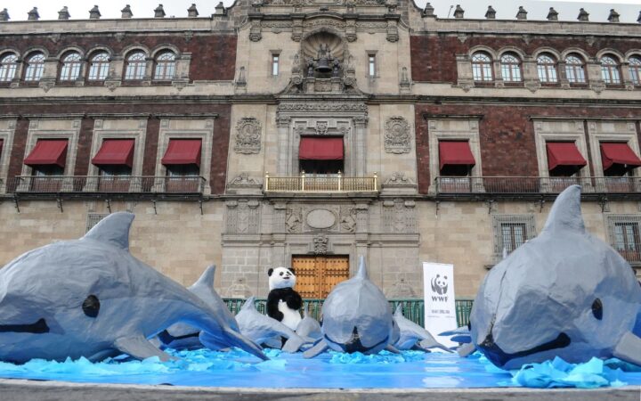 La vaquita marina es víctima de la falta de métodos alternativos de pesca: Científicos | Video La vaquita marina es víctima de la falta de métodos alternativos de pesca: Científicos | Video