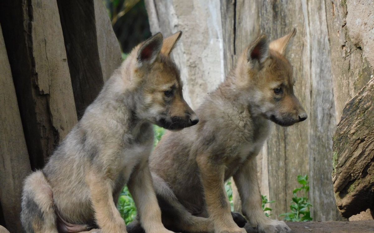 Vota Jesús Ernesto, hijo menor de AMLO, por primera vez Vota Jesús Ernesto, hijo menor de AMLO, por primera vez