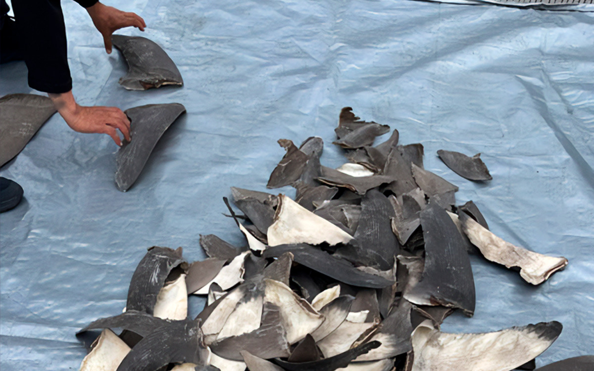 Aseguran 2 mil 433 kilos de aletas de tiburón con rumbo a Shanghai Aseguran 2 mil 433 kilos de aletas de tiburón con rumbo a Shanghai