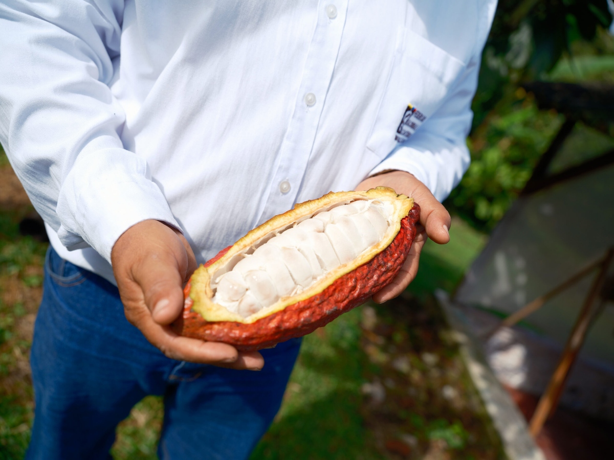 Eliberto Arroyave Cano, un agrónomo de la FEDECACAO, parte del equipo de extensión, muestra una de las frutas de cacao cultivadas en el establecimiento agrícola de la federación. Foto: © Víctor Raison