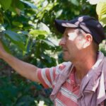 Euperfadis Cardenas Vargas, en su finca de dos hectáreas de cacao. Foto: © Víctor Raison.
