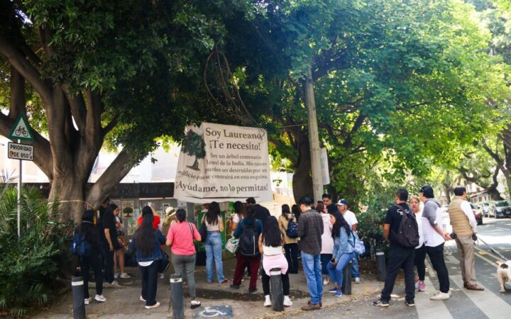 Laureano, el árbol de 100 años declarado patrimonio monumental y que unió a vecinos contra la depredación inmobiliaria