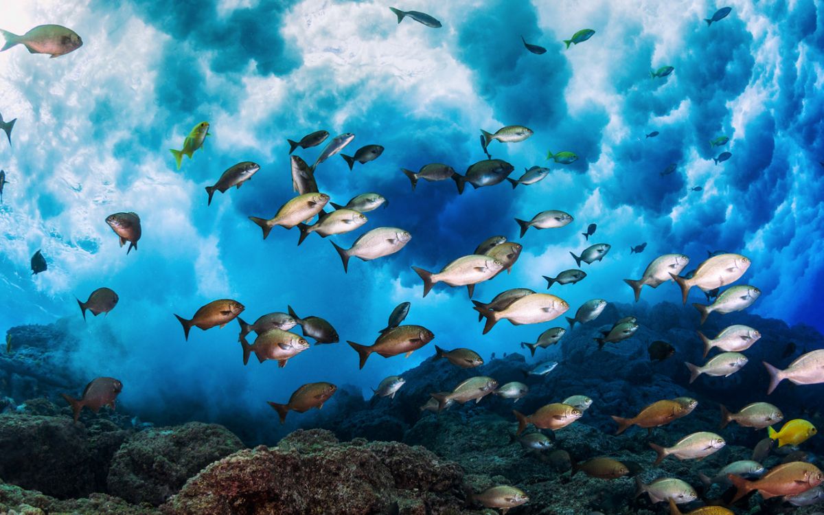 ONU pide a líderes del mundo asumir compromisos ambiciosos para salvar los mares | Mongabay