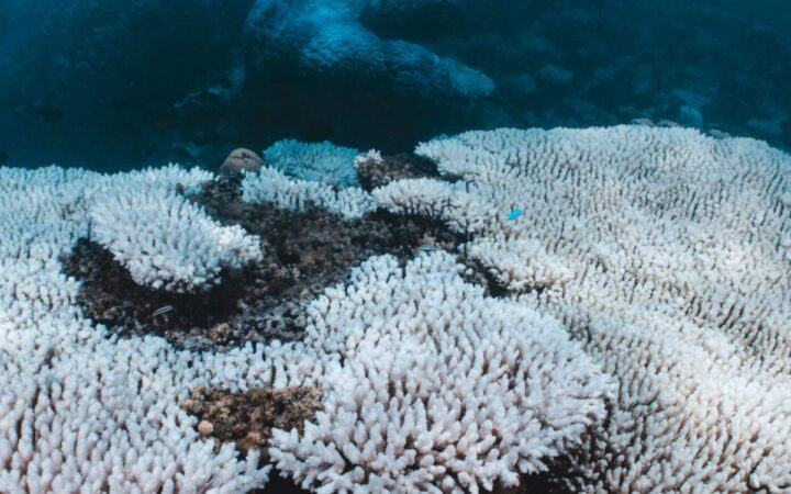 Las consecuencia del calentamiento del mar: blanqueamiento de corales afecta al 84% de los arrecifes del mundo Las consecuencia del calentamiento del mar: blanqueamiento de corales afecta al 84% de los arrecifes del mundo