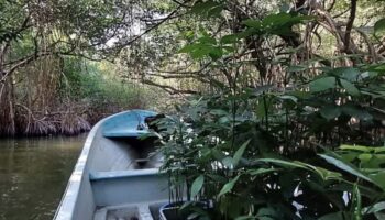 Aumento del nivel del mar impactaría al 80% de los humedales en el Golfo y Caribe mexicanos | Mongabay
