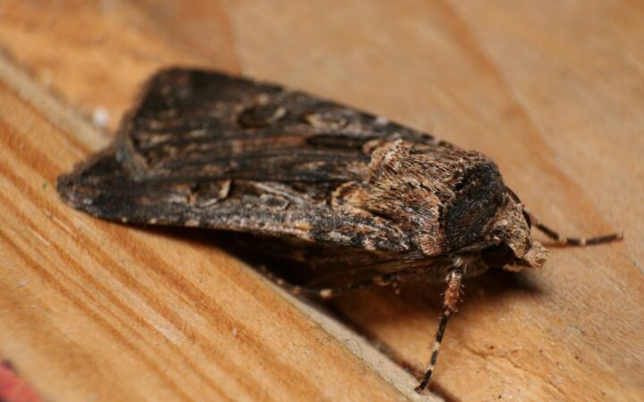 Las polillas Bogong usan las constelaciones y la Vía Láctea para guiarse y viajar de noche