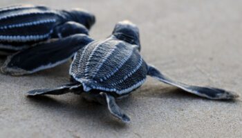 Veinte millones de tortugas marinas nacen con programa de conservación en Caribe mexicano