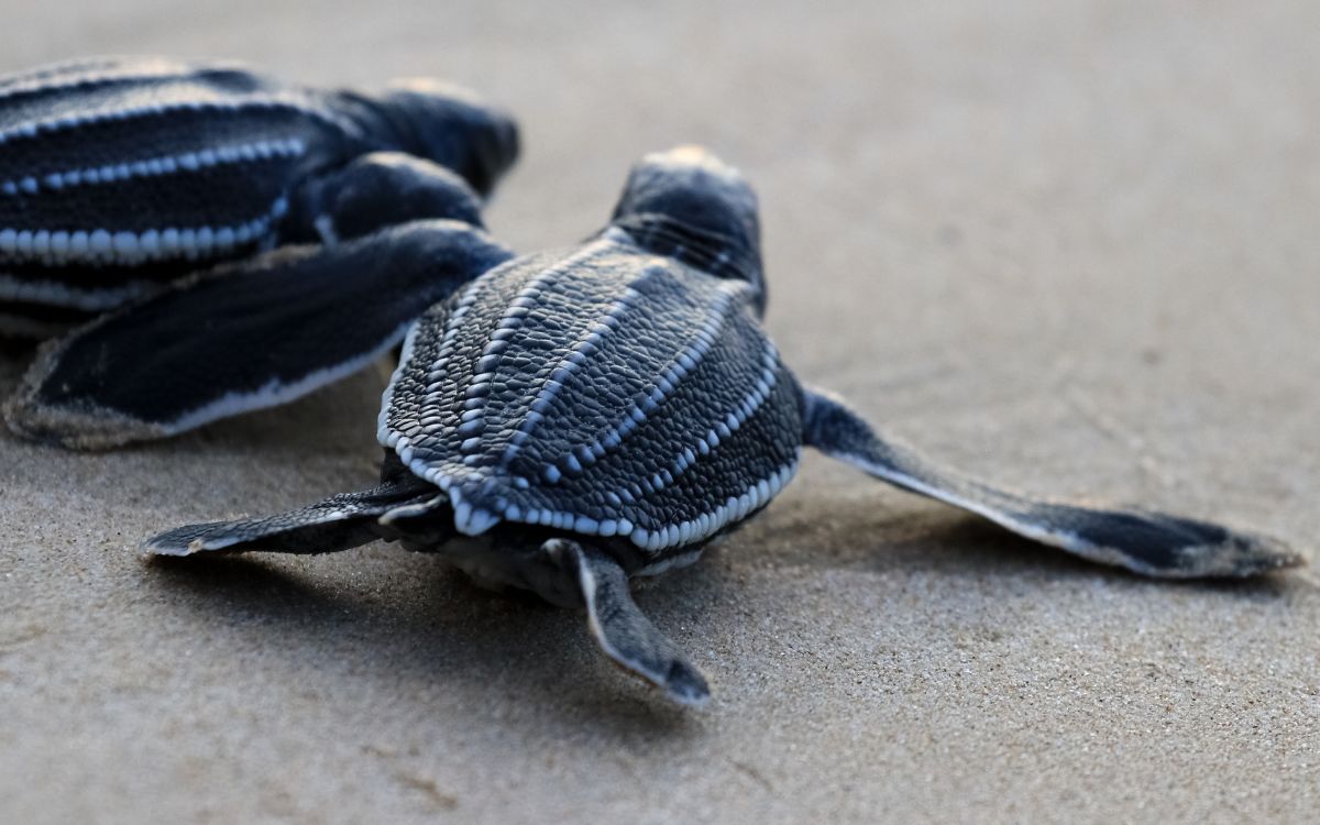 Veinte millones de tortugas marinas nacen con programa de conservación en Caribe mexicano Veinte millones de tortugas marinas nacen con programa de conservación en Caribe mexicano