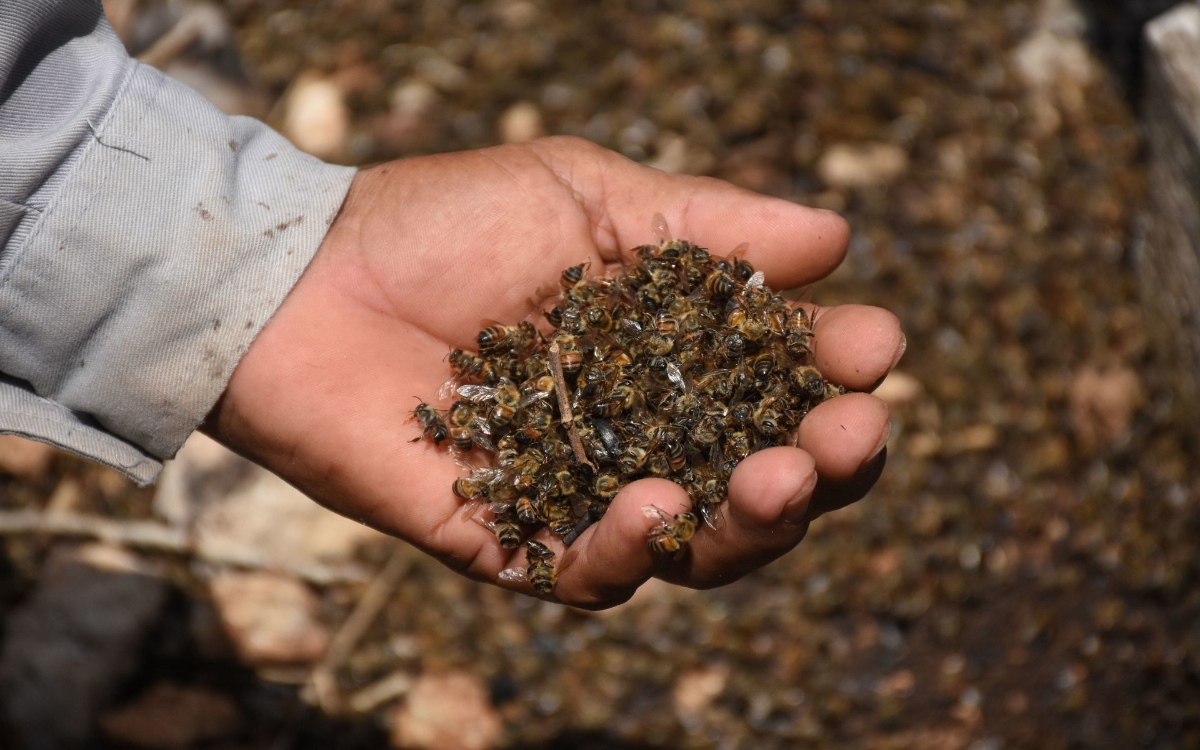 La muerte masiva de abejas es un indicador del daño que se está haciendo al ecosistema: Especialistas La muerte masiva de abejas es un indicador del daño que se está haciendo al ecosistema: Especialistas