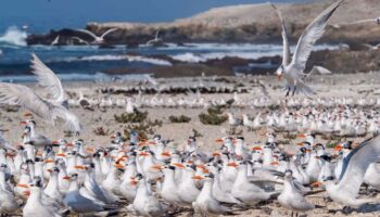 Contaminación pone en riesgo supervivencia de aves marinas: DGCS UNAM