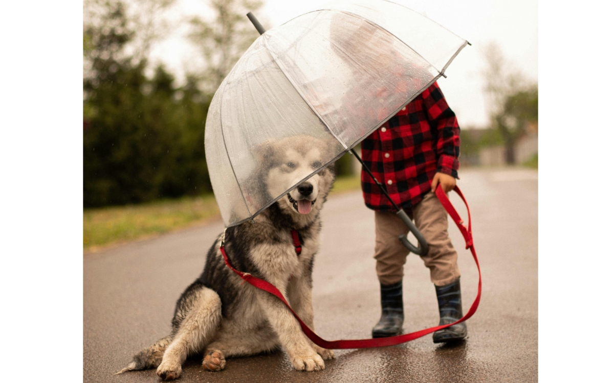 Cómo cuidar a tu perro en temporada de lluvias; sigues estos consejos ...