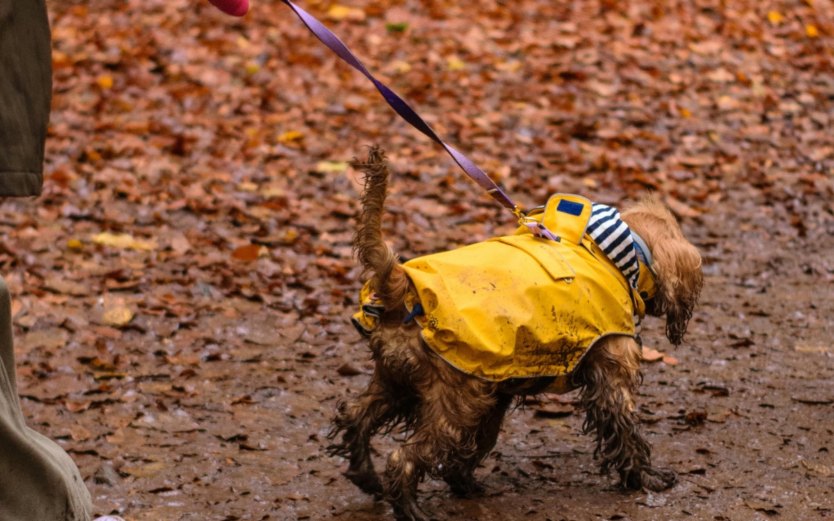 Cómo cuidar a tu perro en temporada de lluvias; sigues estos consejos ...