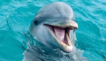 Ley Mincho | Creemos que esto es el fin de los delfinarios: Animal Heroes