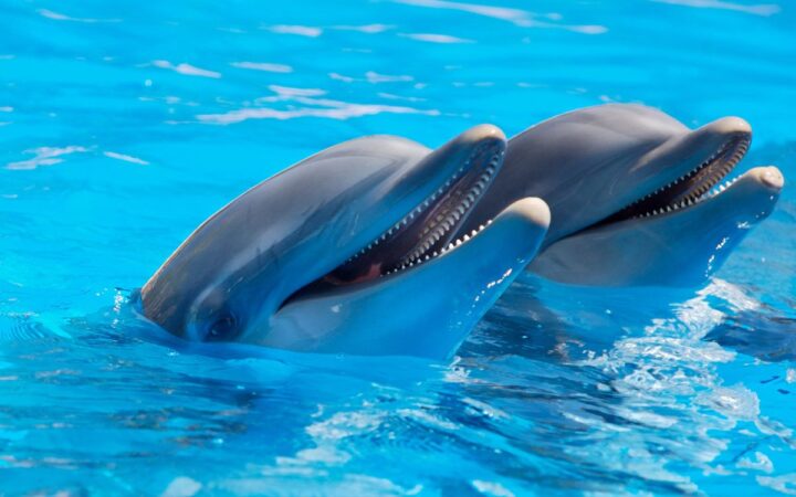 Senado aprueba 'Ley Mincho' para proteger a los delfines del cautiverio en México
