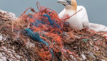 Día Mundial del Medio Ambiente: tres esfuerzos para enfrentar la ola de contaminación plástica en Latinoamérica | Mongabay