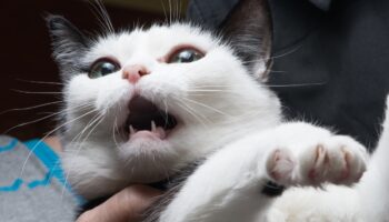 Gatos con la boca abierta, el órgano de Jacobson #Niñonautas con Kirén Miret