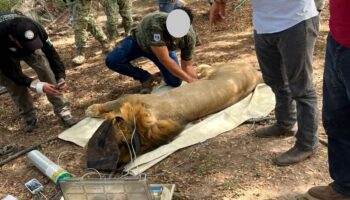 FGR aseguró dos leones durante cateo en Tuxpan, Nayarit