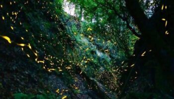 Luciérnagas inician su ciclo de reproducción en bosques mexicanos
