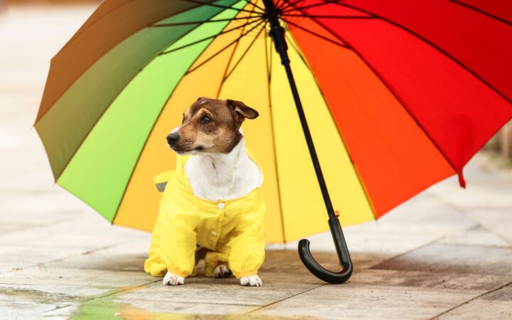¡Protege a tus mascotas de la lluvia! Sigue estas recomendaciones