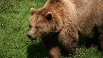 Matan a 64 osos pardos en lo que va del año en Eslovaquia