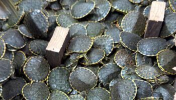 Detienen a hombre por tráfico ilegal de más de 3 mil tortugas en Chiapas