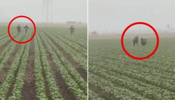 Videos | Redadas llegan al campo californiano con agentes de ICE persiguiendo a migrantes entre los cultivos