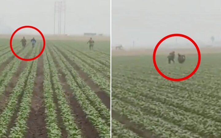 Videos | Redadas llegan al campo californiano con agentes de ICE persiguiendo a migrantes entre los cultivos