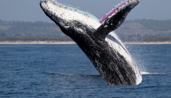 Las heces de las ballenas revelan el aumento de algas tóxicas causado por el calentamiento