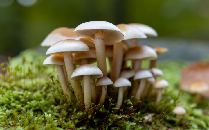 Ministro propone legalizar hongos alucinógenos: concluye que son más los beneficios que los perjuicios Ministro propone legalizar hongos alucinógenos: concluye que son más los beneficios que los perjuicios