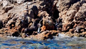 Reintegran un lobo fino en el Golfo de California | Video