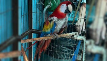 Rescatan en Iztapalapa a guacamaya que se desplumaba por estrés y otras 17 aves