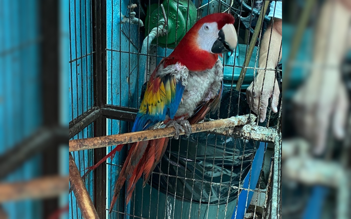 Rescatan en Iztapalapa a guacamaya que se desplumaba por estrés y otras 17 aves Rescatan en Iztapalapa a guacamaya que se desplumaba por estrés y otras 17 aves