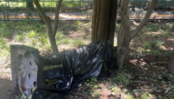 Sigue tirada estatua de Calderón en Los Pinos derribada por un árbol