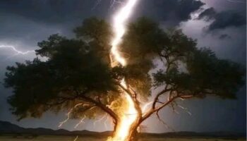 ¿Sabes porqué 320 millones de árboles quedan destruidos cada año? | Video