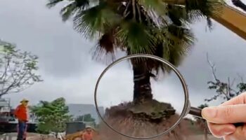 Gobierno de Nayarit arrancó 196 árboles que están a punto de morir: arborista