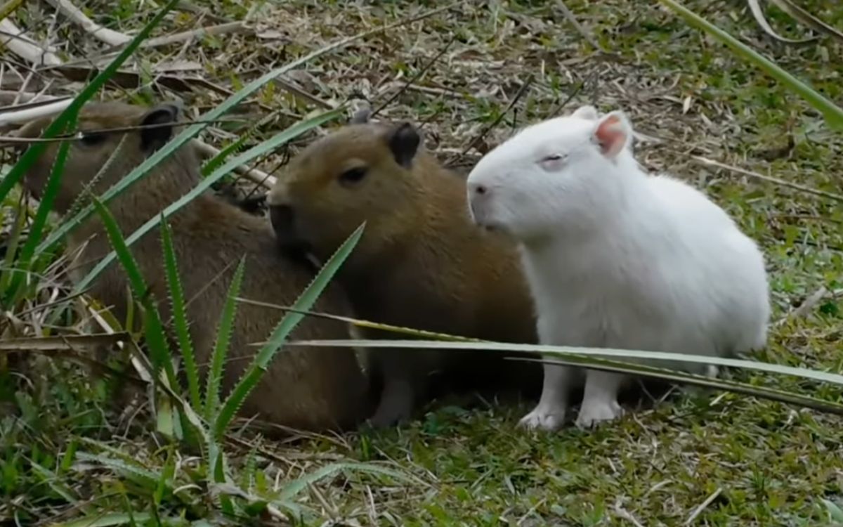 El trágico final de los capibaras albinos que conquistaron internet El trágico final de los capibaras albinos que conquistaron internet
