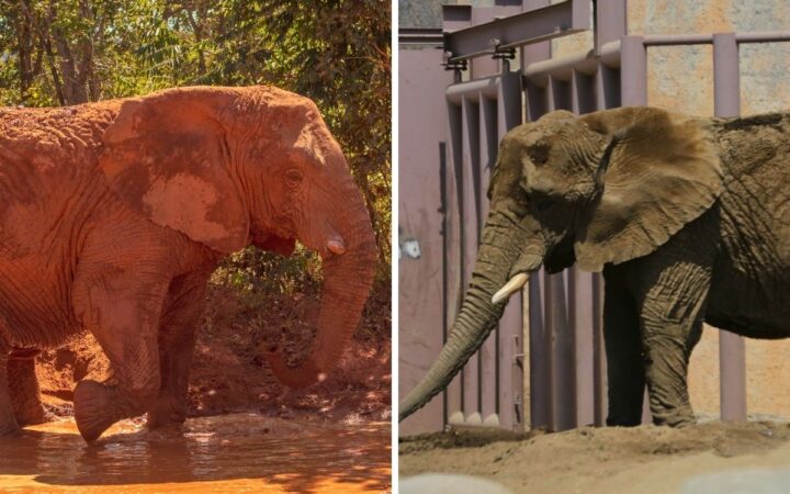 Argentina libera a su última elefanta en cautiverio, mientras en México celebran encierro de Ely Argentina libera a su última elefanta en cautiverio, mientras en México celebran encierro de Ely