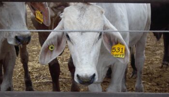 El ABC del gusano barrenador: moscas estériles, exportación ganadera y polémica con EE.UU.