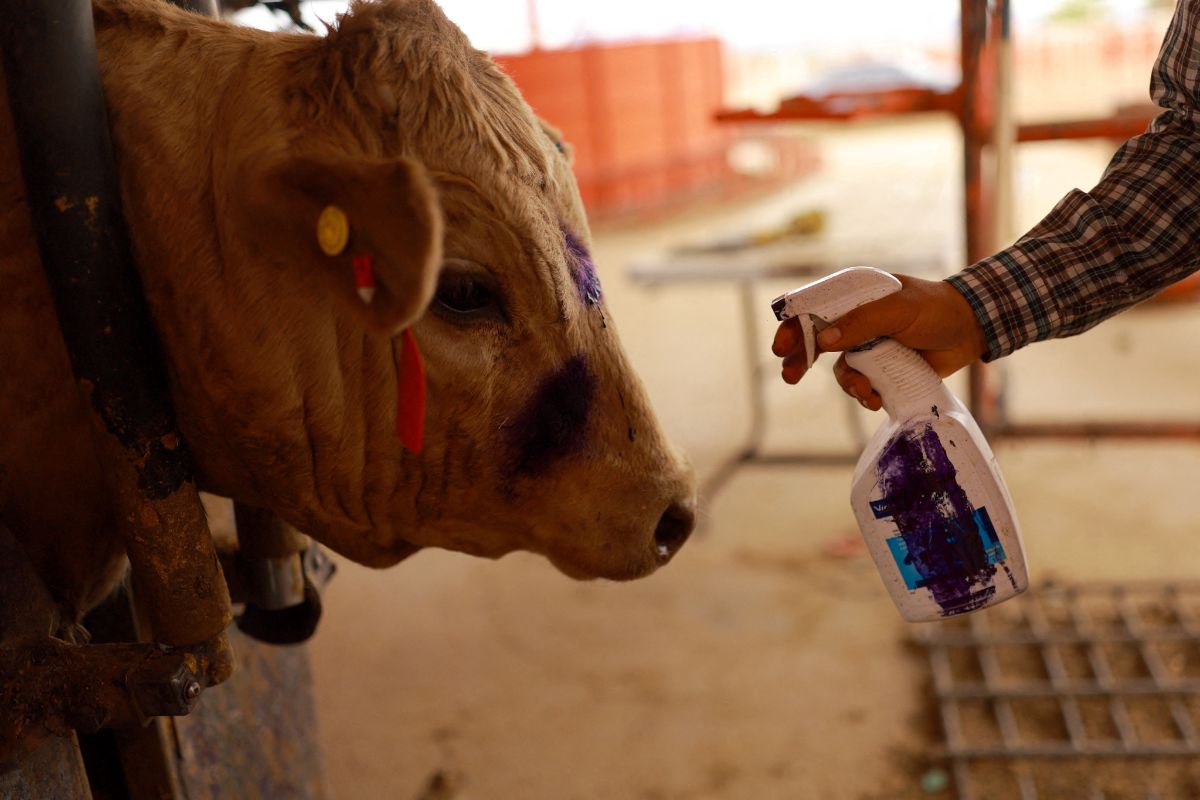 Es injustificable el cierre de la frontera al ganado mexicano: UGRCh Es injustificable el cierre de la frontera al ganado mexicano: UGRCh