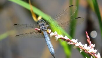 Pequeños pero vitales: la caída de los insectos en México | iNaturalistMx