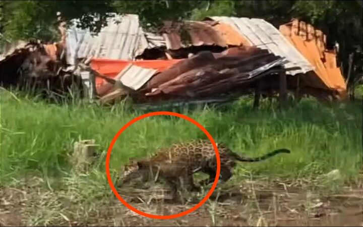 Nayarit | Captan a jaguar persiguiendo aves en basurero en área protegida Marismas Nacionales