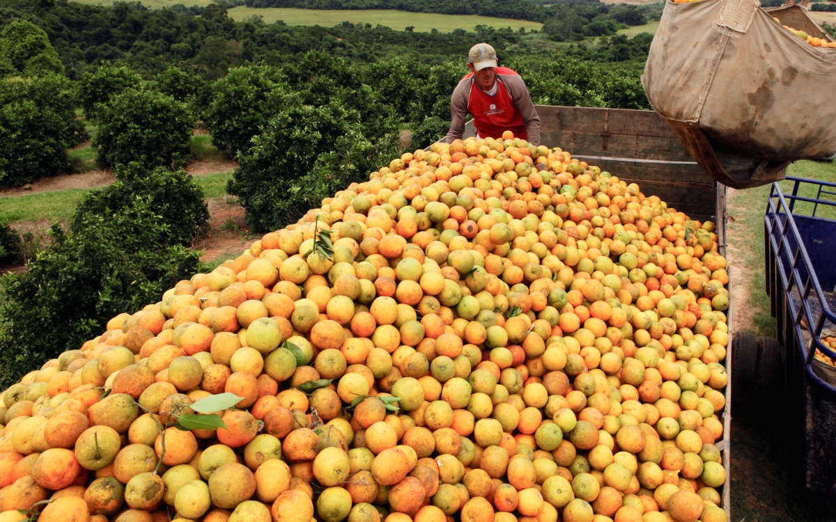 Jugo de naranja, oro y aviación, principales excepciones al arancel del 50% de Trump a Brasil Jugo de naranja, oro y aviación, principales excepciones al arancel del 50% de Trump a Brasil