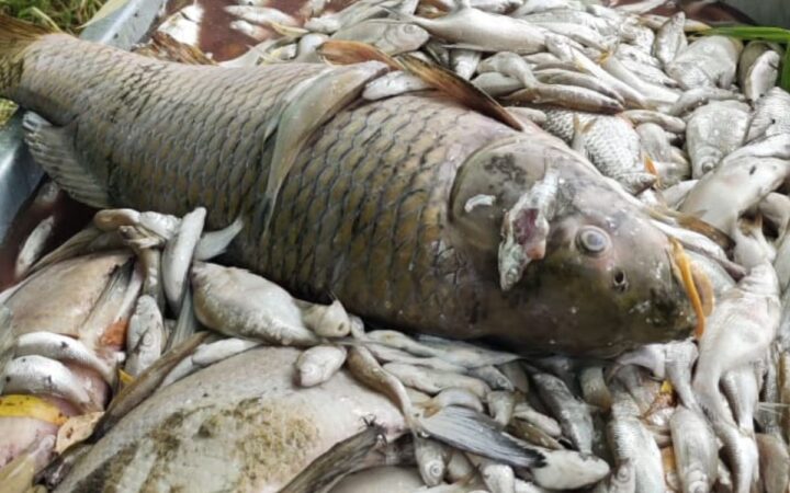 Ola de calor causa la muerte por asfixia de todos los peces de un gran lago checo Ola de calor causa la muerte por asfixia de todos los peces de un gran lago checo