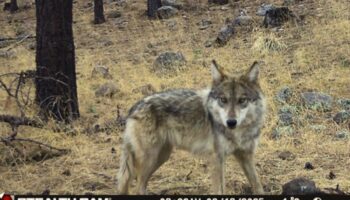 Documentan nacimiento de lobo mexicano en en Campo Verde, Chihuahua