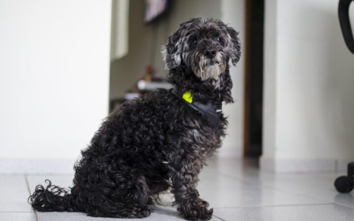 ¿Por qué los perros pequeños viven más que los grandes?: UNAM explica ¿Por qué los perros pequeños viven más que los grandes?: UNAM explica