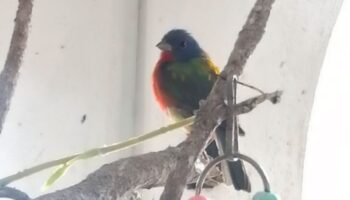 CDMX | Profepa asegura 43 aves silvestres ilegales en la Condesa