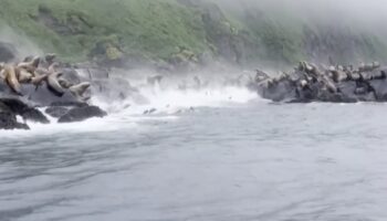 Video | Leones marinos aterrados se arrojan al mar huyendo del terremoto en Rusia